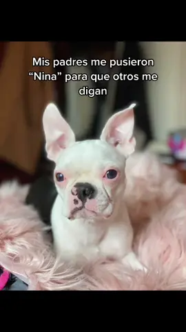 no tienen idea lo traviesa y loca que es mi hija😂💖✨#dog #Love #bostonterrier #doglover