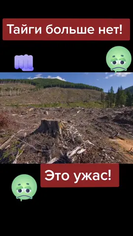 #рекомендации #ральность#Тайга#