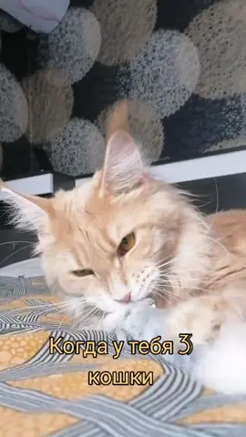 #весело #игрыспитомцем #мейнкун #кошка #втренде #3кошки#характеркршки#яубила18человек#япрелестьяангел #рельсышпалыкирпичи