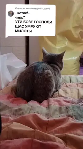 Ответ пользователю @1.azree Котик всегда отвечает когда к нему обращаются 🥺💖 #cat #foryou #рек #meow