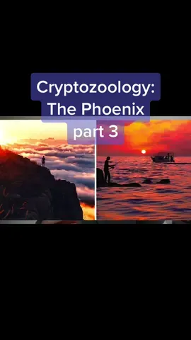 Cryptozoology: The Phoenix part 3 #phoenix #etymology #mythology