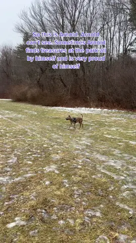 #Heyarnoldray finds a ball and becomes the proudest boy on earth ♥️ #blinddogsoftiktok #rescuedogsoftiktok #pitbullsoftiktok #dogtrainer #DogTraining