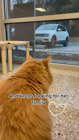 The only cat left on our adoption floor is Bell💔 #adoptaseniorcat #foster #rescue #animalshelter #fyp #catsoftiktok
