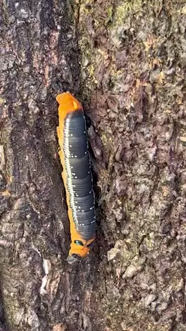 Chiếc nhạc này thật nhẹ nhàng 😄😄 nhưng chiếc video này thật kinh dị 🤣 #sâu #sâu🐛 #kinhdi