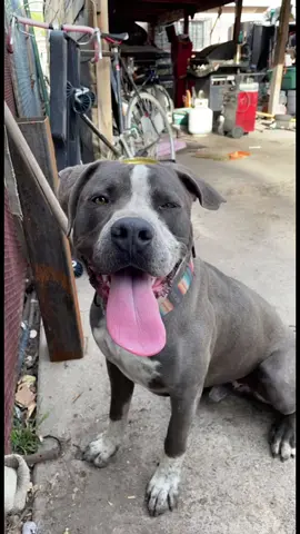 #ITriedItIPrimedIt #arbysdiablodare #dogsofttiktok #pitbull #pitbullsoftiktok #wilddog #danger