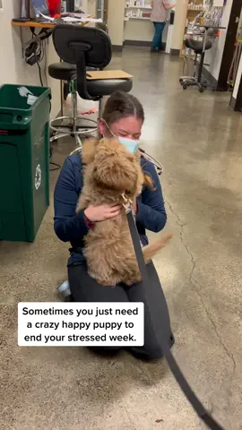 Sometimes it is all puppies and fun. #lifeasavet #LearnOnTikTok #tiktokpartner #tiktokvet