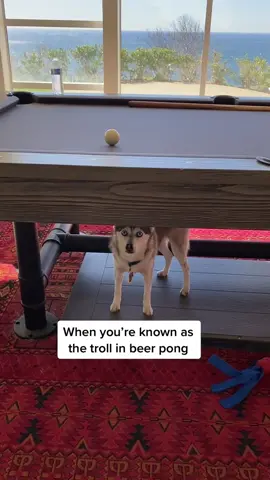 Beer pong troll 😂😂😂 #beerpong #troll #dogsofttiktok #puplove #fyp