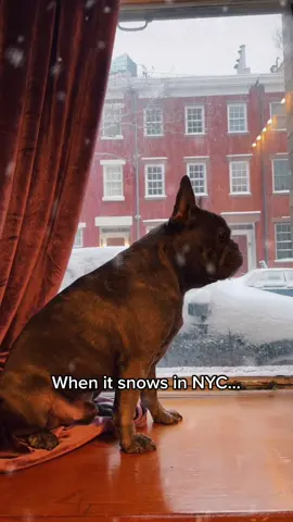 NYC snow be like… #ITriedItIPrimedIt #frenchiesoftiktok #dogsofttiktok #PetsOfTikTok #nyc #snow