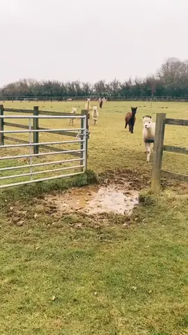 cotswold alpacas #farmlife #animals #fyp #nature #funny #funnyanimals #alpacas #jumping #puddles #farming #muddy #Love #cute #❤ #HowDoYouHUGO