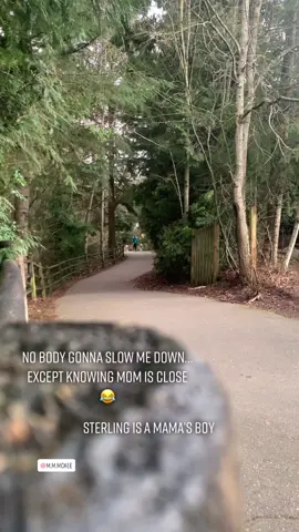 Happy Dogs Run…until they “see” mama! #mamasboy #mamasdog #dogsthatrun #runningwithdogs #blinddogsoftiktok #happydogsrun #huskies #malamute