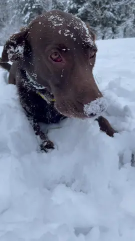 It be banging. #alfalfa #firstsnow #ITriedItIPrimedIt #packofcrazies #fyp #dogvideo