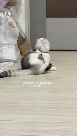 #猫のいる暮らし #猫のいる生活 #猫のおたく #もあ