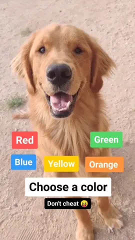 What did u pick? #foryou #fyp #PetsOfTikTok #dogsofttiktok