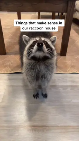 I think she thought I was waving around treats 🦝😂 #PetsOfTikTok #raccoon #raccoonsoftiktok
