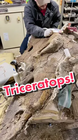 Her name is Alice :) 🦖🦕⛏🦴#triceratops #dinosaur #jurassicworld #paleontology #paleo