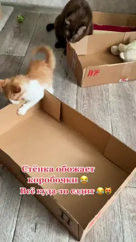 #Котики #юморкотов😂 #смешныекотики