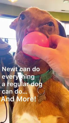 😁How often do you see a dog THROW the ball…?☺️ #differentlyabled #Dontneednonose #NewtTheNoseless #Playfetch #dogsofttiktok #determination #theDodo