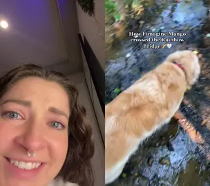 #duet with @mango_thegoldenretriever me sobbing over dogs that are not mine nor that i’ve never met — i love u mango