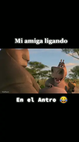 #Funny #Humor #Movie #Película #DreamWorks #Madagascar2 #SoloParaTí