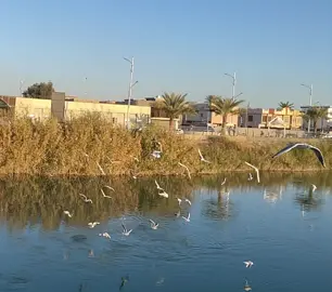 النوارس والفرات في الفلوجة