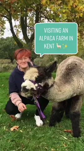 #universityofkent #joinourworld #ukc #uniofkent #studentlife #thingstodoinkent #alpaca #farm