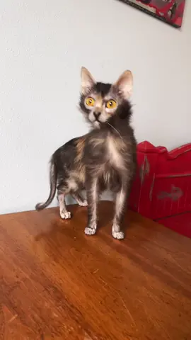 Syn, posing for us 😻🐺🐈‍⬛ #lykoi #furbabies #wolfcat #lykoilove #fyp #catsoftiktok #lykoicatsoftiktok