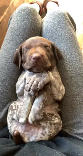 #foryou #gsp #gsppuppy #gsppuppies #germanshorthairedpointer #pointer #puppy #4weeksold #dogs #wheelercreekpointers#dogsofttiktok #sweetbaby#puppiesmakeeverythingbetter #puppiesmakemehappy