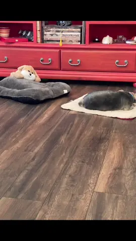 #yorkiesoftiktok spoiled Cody JayZ with him toy brother 🤣😂🤣😂