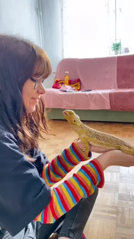 Gandziok #4u #dlaciebie #dc #agamabrodata #birdeddragon #kiss #foryou #funny #tongue #pogonavitticeps #fypシ #lizard #jaszczurka #smieszne #reptile