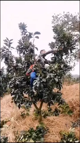 Pruning pomelo 🌳 #asmr #farming  #LearnOnTikTok #worklife #plant