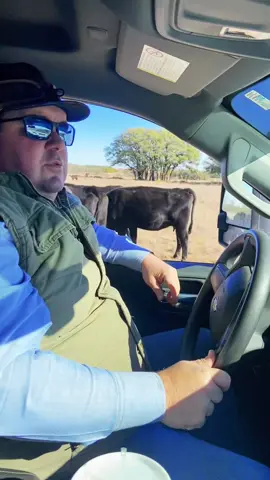 #Cowchecking 101 #RanchTok #AgTok #KeepRanchin #KingOfTikTok #CattleSiren #CakeFeeder @stormykromer @epocheyewear