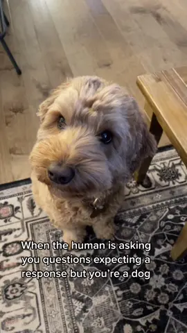 It’s a shame dogs cannot talk #dogtok