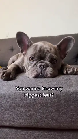 What’s your biggest fear? #dogsofttiktok #frenchiesoftiktok #fyp #biggestfear #DuetDoWet