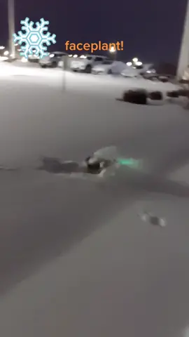 Gilbert does a snow faceplant! #dog #fypシ #minpin #fyp #minpinsoftiktok