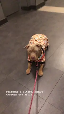 queens dont walk #dogs #dogsofttiktok #funnydog