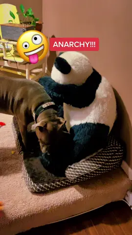 We cannot be controlled #dogs #foryoupage #dogsofttiktok #foryou
