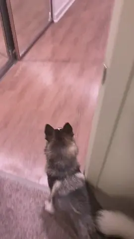 The excitement when your human comes home from work 😭🐶 #exciteddog #dogsofttiktok #happy #doglover