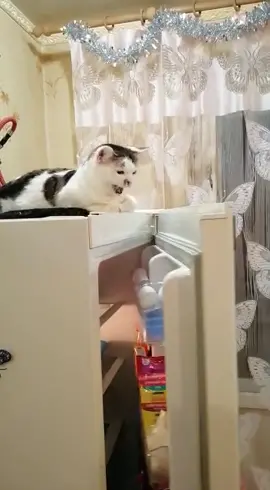 Кошка и холодильник
