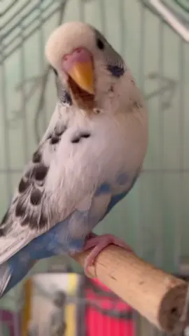 Meet my boy Dirty beak #fypシ #asmr #fyp #pet #petlover #motavational #bird #birdsoftiktok