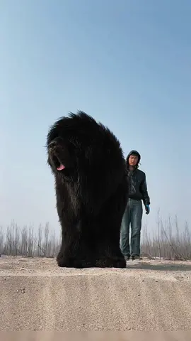 #tibetanmastiff #dog #tiktokdog #foryoupage #foryou