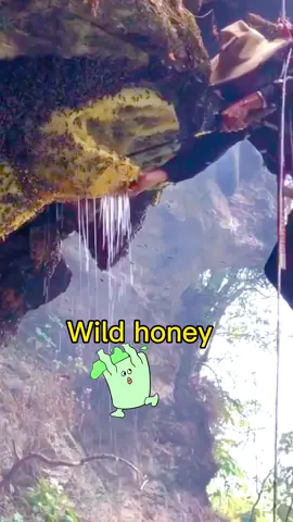 What do you think?wild🍯🐝#honeycomb #honey #food #bee #tiktokfood #wildlife #foryou #fypシ