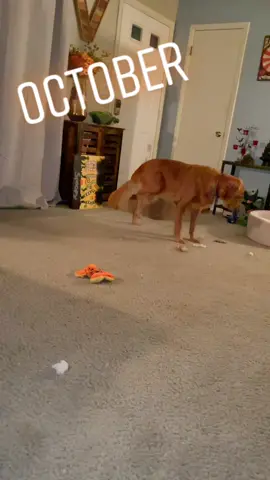 Dolly’s ACL recovery progress! I am so proud of all her hard work. Her injury was on 10/15 where she wouldn’t put any weight on her back paw. Today 2/5 she is running through the snow and playing with her ball! No surgery, just hard work and patience. #goldenretriever #goldenretrieverlife #fyp