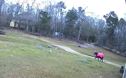 Someone said use this sound for 7s and watch. #montethesingingdonkey #TeamofTomorrow #yardgoblin #donkeytok #donkeysoftiktok