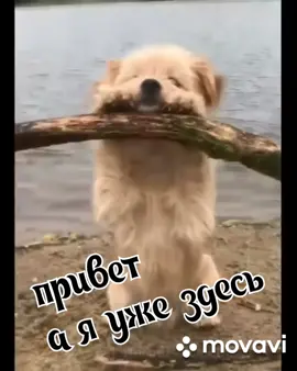 #любимыеживотные🐈🐱 #собачки🐶 #животные #прикол