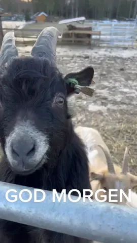 Morning chores in the barn ❤️ #cows #farm #pov #ryp #norway #farmtok #homestead #highlands #goattok #goat #alpaca #rabbit #småbruk #barn