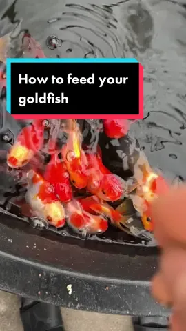 How to feed your goldfish #fish