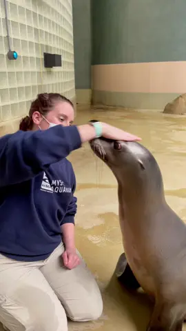 Pt. 2 of Courtney and Clara! If you haven’t watched part 1 go watch it on our profile! Any Clara stans out there…? #mysticaquarium #californiasealion