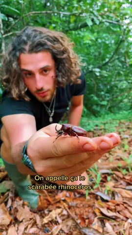 Le plus gros scarabée de monde 😱🪲 @mowgli_thesavage #insects #nature #wildlife #animals
