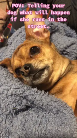 Whaaaat?!🐶 #fyp #foryoupage #GetTheWChallenge #dogsofttiktok #chuihuahua #humor #doggo #mspeaches #lowdowndirtyshame