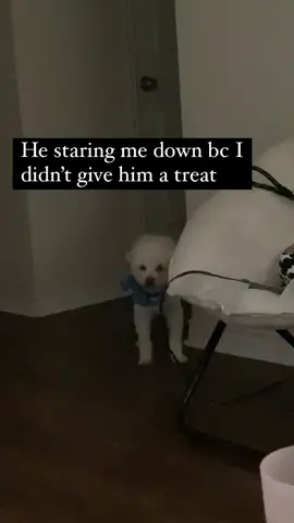 Bout to beat my ass up 😂😂 #dogsofttiktok #dogs #dogvideos #doglover #fypシ